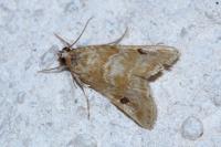 Hellula undalis
