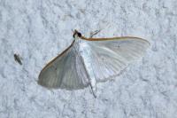 Palpita vitrealis