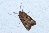 Agrotis trux