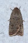 Caradrina clavipalpis