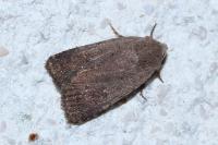 Caradrina flavirena