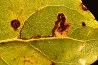 Stigmella trimaculella