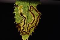 Stigmella anomalella