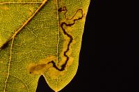 Stigmella atricapitella