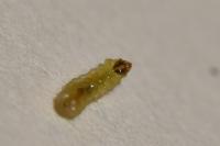 Stigmella atricapitella