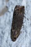 Cydia splendana
