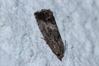 Cydia splendana