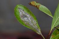 Phyllonorycter leucographella