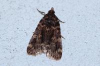 Aglossa caprealis