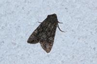 Mamestra brassicae