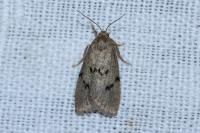 Apaidia mesogona