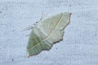 Campaea margaritaria