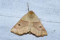 Crocallis elinguaria