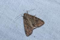 Anarta trifolii
