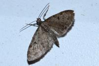 Eupithecia