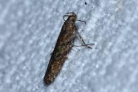 Scrobipalpa