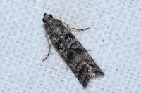 Dioryctria