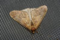 Erannis defoliaria