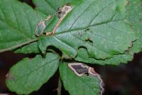 Stigmella aurella