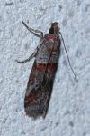 Acrobasis bithynella