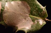 Acrocercops brongniardella