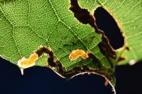 Stigmella suberivora
