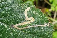 Stigmella aurella