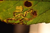 Stigmella aurella