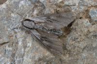 Hyloicus maurorum/pinastri