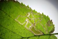 Stigmella microtheriella