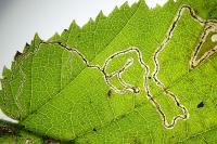 Stigmella microtheriella