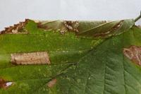 Parornix devoniella