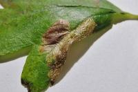 Phyllonorycter oxyacanthae