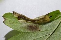 Phyllonorycter oxyacanthae