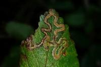Stigmella aurella