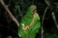 Stigmella aurella