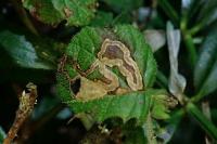 Stigmella aurella