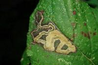 Stigmella aurella