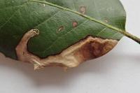 Stigmella suberivora