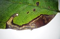 Stigmella suberivora