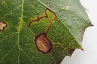 Ectoedemia heringella