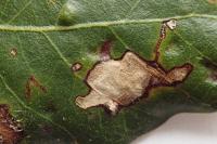 Ectoedemia heringella