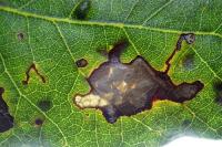 Ectoedemia heringella