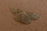 Idaea fuscovenosa