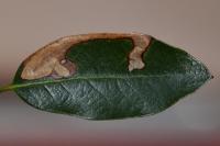 Stigmella suberivora