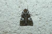 Hadena albimacula