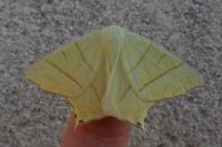Ourapteryx sambucaria