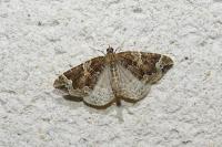 Eulithis prunata