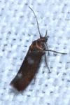 Atemelia torquatella