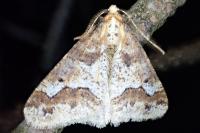 Erannis defoliaria